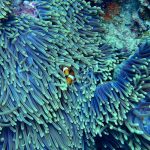 Laboratorio vivo en el Golfo de México para proteger los arrecifes de coral